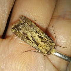 Agrotis spinifera