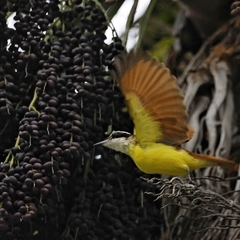 Pitangus sulphuratus
