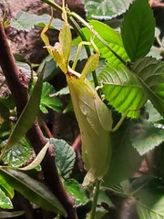 Phyllium siccifolium