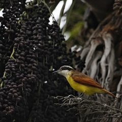 Pitangus sulphuratus