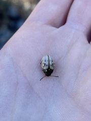 Leptinotarsa lineolata