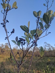 Ilex coriacea