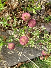 Gaillardia aestivalis