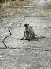 Semnopithecus entellus