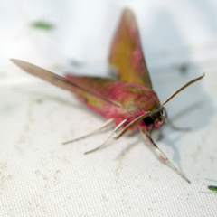 Deilephila porcellus