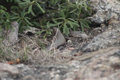 Matobosaurus validus