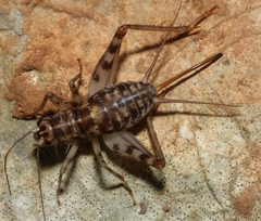 Gryllomorpha dalmatina