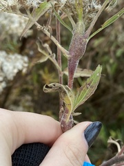 Neolasioptera perfoliata