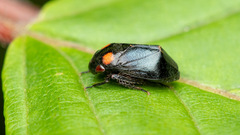 Penthimia nigra