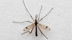 Dictenidia bimaculata