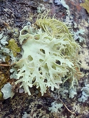 Ramalina americana