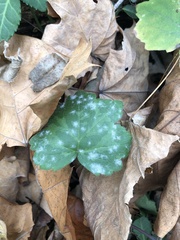 Hydrophyllum appendiculatum