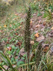 Cenchrus alopecuroides