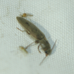 Synaptus filiformis