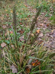 Cenchrus alopecuroides, photograph Val, CC BY, iNaturalist via GBIF