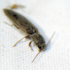 Synaptus filiformis