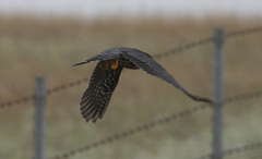 Falco columbarius suckleyi