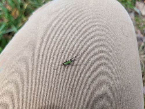 Cenchrus alopecuroides, photograph 2