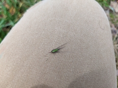 Cenchrus alopecuroides, photograph Val, CC BY, iNaturalist via GBIF
