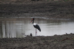 Ephippiorhynchus senegalensis