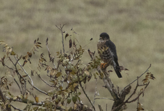 Falco columbarius suckleyi