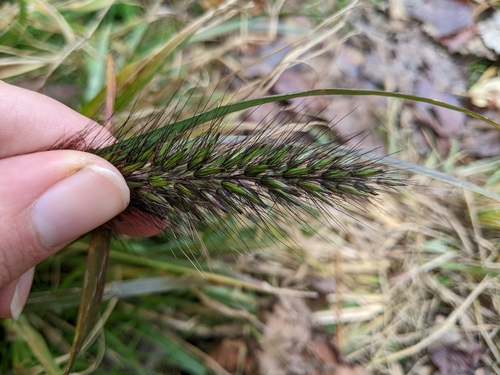 Cenchrus alopecuroides, photograph 3