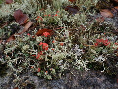 Cladonia bellidiflora