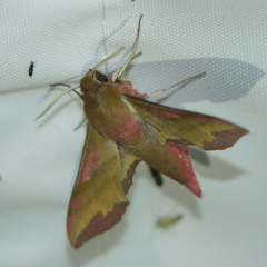 Deilephila porcellus