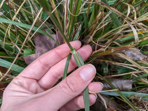 Cenchrus alopecuroides, photograph 4