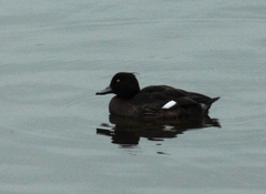 Aythya fuligula