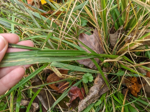 Cenchrus alopecuroides, photograph 5