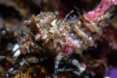 Spirontocaris prionota