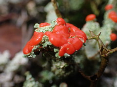 Cladonia bellidiflora