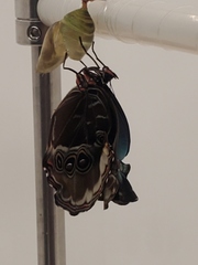 Morpho helenor peleides