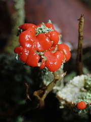 Cladonia bellidiflora