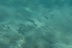 Mulloidichthys flavolineatus