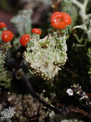 Cladonia bellidiflora