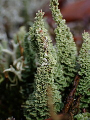 Cladonia bellidiflora