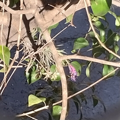 Tillandsia aeranthos