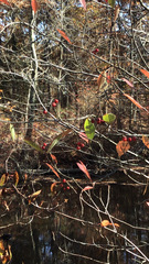 Aronia arbutifolia