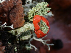 Cladonia bellidiflora