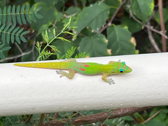 Phelsuma laticauda