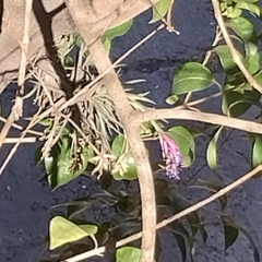 Tillandsia aeranthos