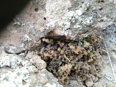 Asplenium subglandulosum