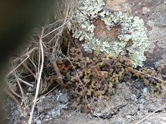 Asplenium subglandulosum