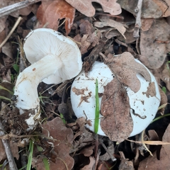 Tricholomella constricta