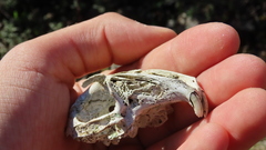Vertebrata