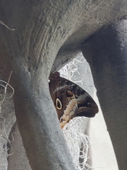 Morpho helenor peleides