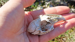 Vertebrata