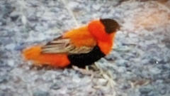 Euplectes franciscanus